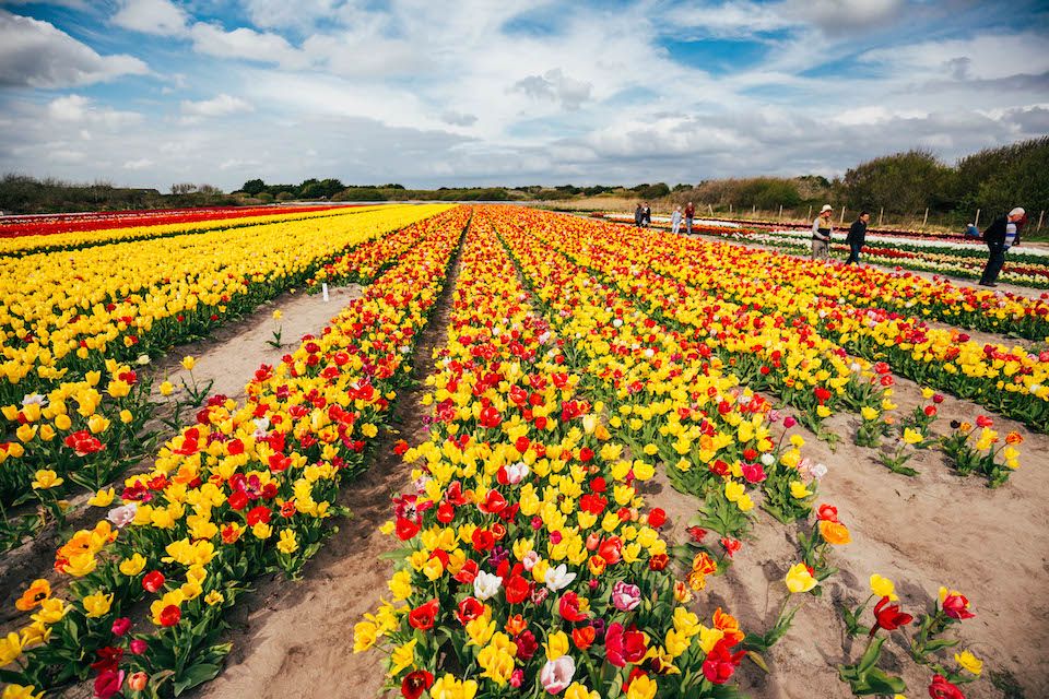 tulipes torche bretagne printemps voyages ferron