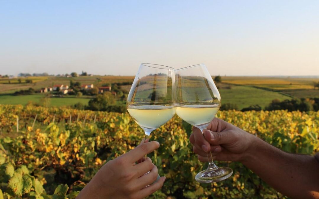 VENDANGE EN ANJOU