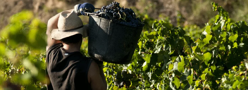 TALENTS DE VENDANGEURS DANS LE VIGNOBLE NANTAIS