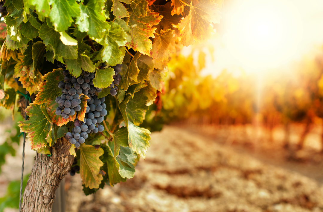 VENDANGES 1
